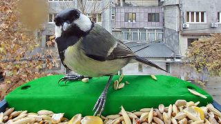 Ucom and SunChild Launch the “Smart Birdwatching” Educational Program